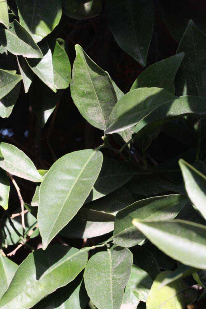              Sun leaves (Riverside, CA)       